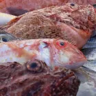 Business 4 image THE BOAT HOUSE RESTAURANT Restaurants in Xlendi-Gozo GCD